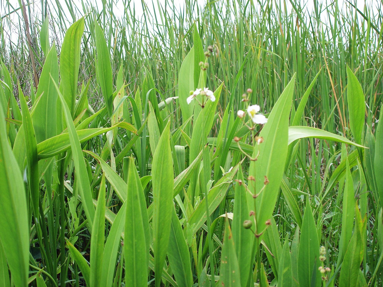Emergent Aquatic Plants Outdoor Alabama